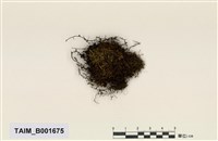 藏品(狹葉沼羽苔)的圖片